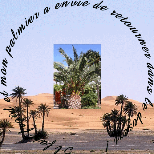 le palmier de mon jardin