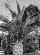 Jardin sous la pluie