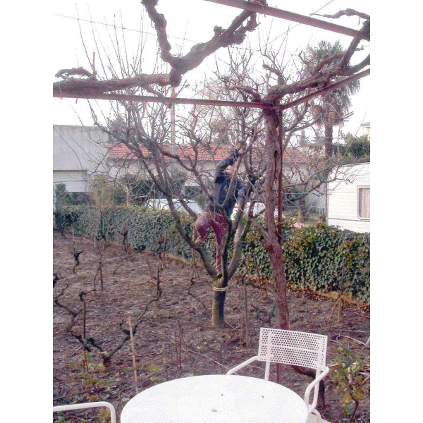 La taille du prunier