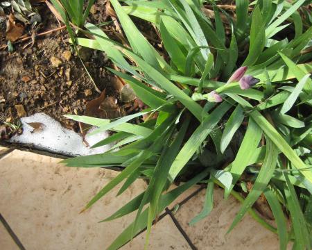 La neige de cette nuit !