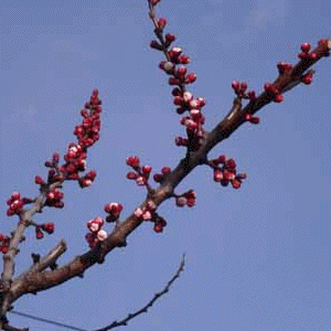 L'abricotier en fleur