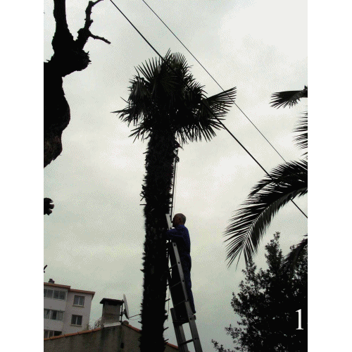 Qu'il est haut ce palmier !