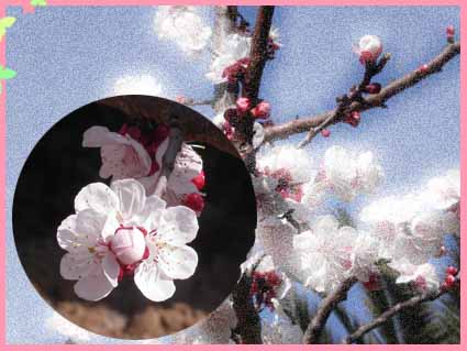 bient�t le printemps !