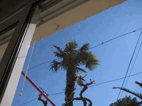 les arbres sont �chevel�s...