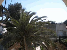 et s'il n'y avait que les arbres...!