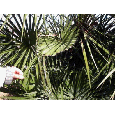 Les palmiers de N�mes