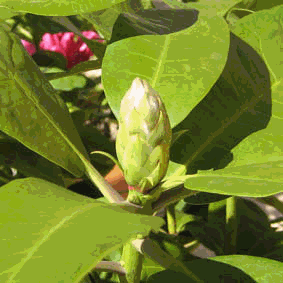 Rhododendron