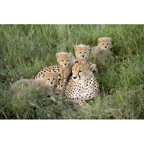 Les b�b�s animaux...