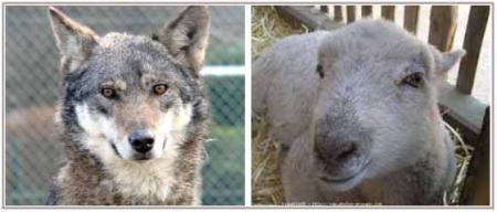 Le loup et l'agneau