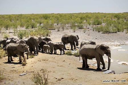 Le troupeau d'�l�phants