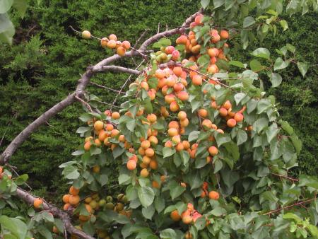Le temps des abricots