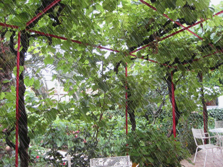 jardin sous la pluie