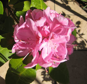 Elles sont belles et elles s'ouvrent !