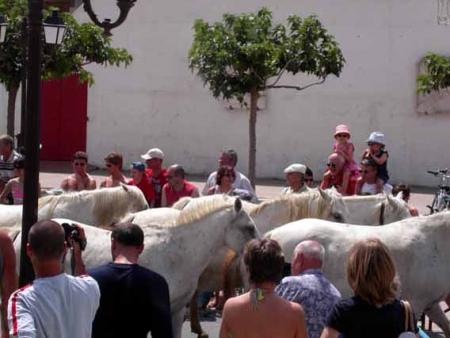 la f�te du cheval aux Saintes Maries de la Mer