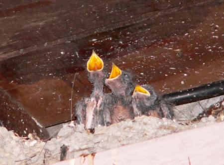 le nid d'hirondelles