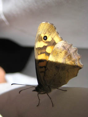 un papillon sur le rideau de la cuisine