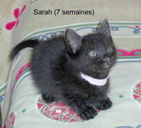 Quand ma chatte �tait une toute petite boule noire