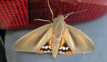 invasion de papillons...