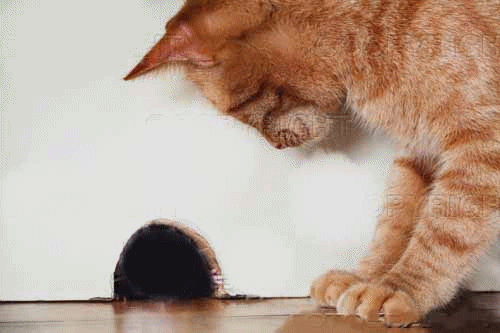 Le chat et la souris