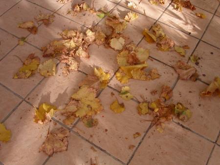 Les feuilles mortes...