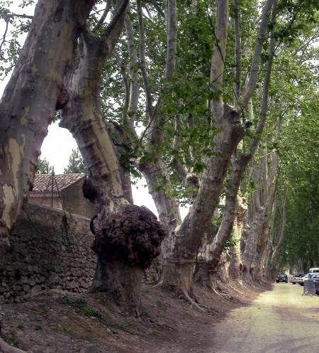 � propos d'un platane