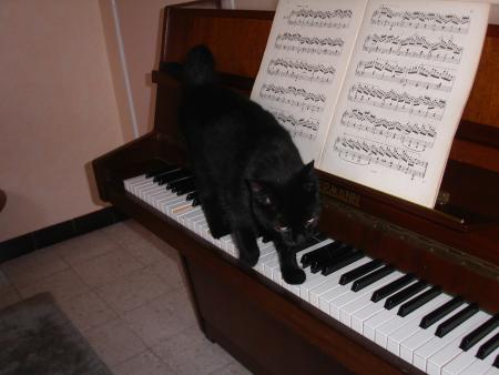 Improvisation � 4 pattes