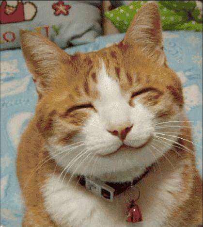 Un sourire de chat