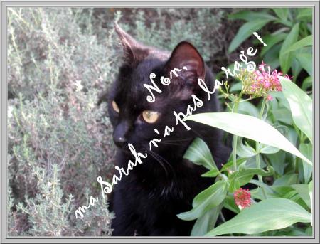 Un cas de rage animal