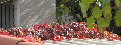 automne dans le jardin