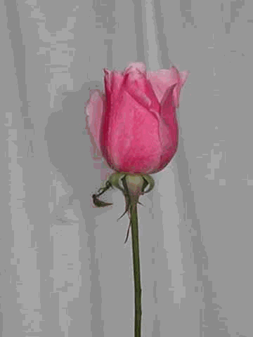 Une rose coup�e ce matin