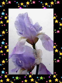Le 1er iris de d�cembre