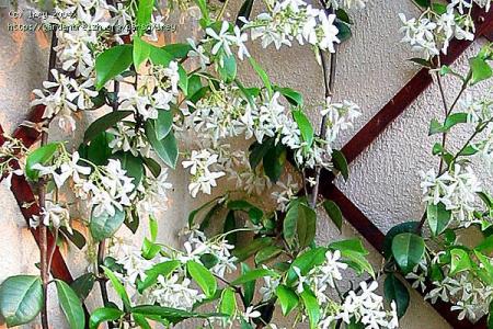 le jasmin �toil�