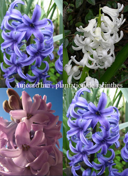 ou comment faire venir le printemps...